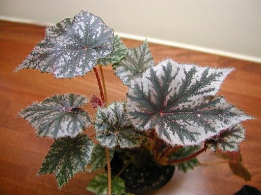 B. ‘Akatombo’